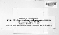Apiospora sphaerosperma image